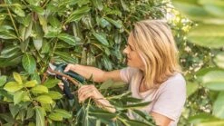 Bosch EasyPrune Accu Snoeischaar - 3.6 V Accu - USB -Tuingereedschap Winkel 1200x675 23