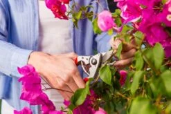 Felco 14 Snoeischaar | Ergonomisch | Voor Kleine Handen -Tuingereedschap Winkel 1200x800 104