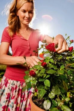 WOLF-Garten Snoeischaar "Premium Plus" RR 4000 - Max. Knipdiameter 22 Mm - Links- En Rechtshandige - Softinleg Handgreep - Snijhoek 30° - Voor Grote Handen - Vervangbare Messen -Tuingereedschap Winkel 799x1200 24